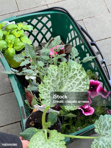 Flower And Vegetable Shop Stock Photo - Download Image Now - Close-up, Color Image, Farmer's Market