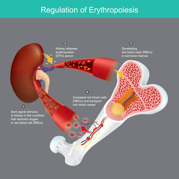 Regulation of Erythropoiesis. Condition red blood cells production from red bone marrow when oxygen in blood vessel decreased. Regulation of Erythropoiesis. Condition red blood cells production from red bone marrow when oxygen in blood vessel decreased. erythropoietin stock illustrations