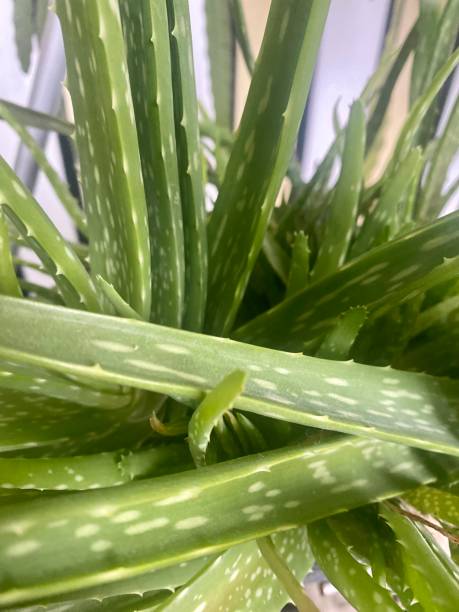istock Aloe vera close up leaves. 1482404480