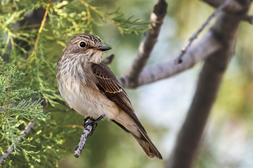 Spotted flycatcher or Muscicapa striata small passerine bird sitting on the branch, close-up portrait, green background.