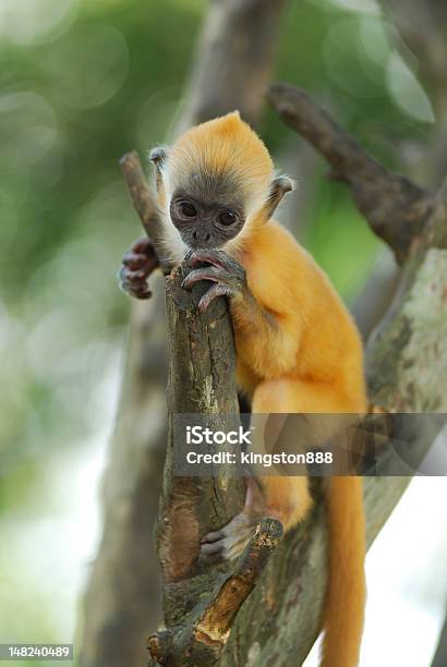 Young Golden Monkey Stock Photo - Download Image Now - Animal, Animal Wildlife, Animals In The Wild