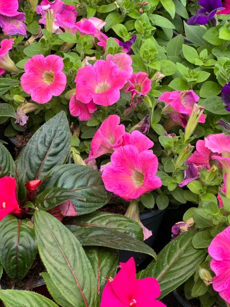 istock flower and vegetable shop 1482405442