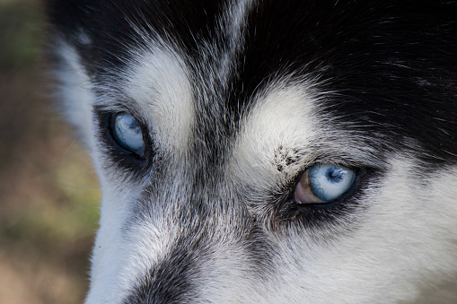 Siberian hasky dog portrait close-up