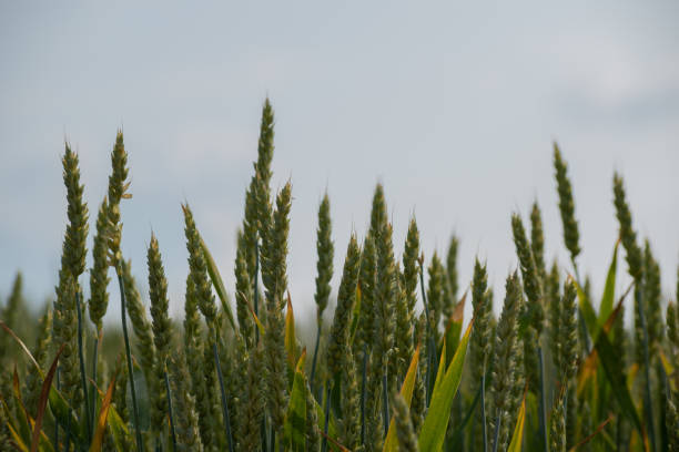 istock Close-up of green wheat ears 1482405557