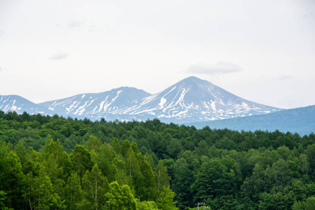 istock Fresh green forest and mountain range of remaining snow 1482405656
