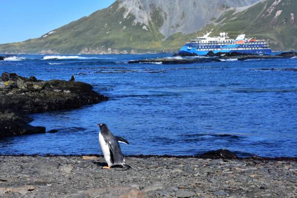 istock South Georgia Gentoo Penguin on Beach 1482405959