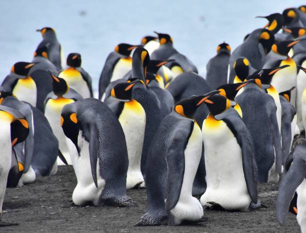 istock South Georgia - King Penguins  on the Beach 1482406042