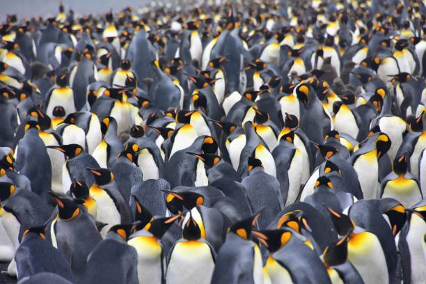 istock South Georgia - King Penguins  on the Beach 1482406043