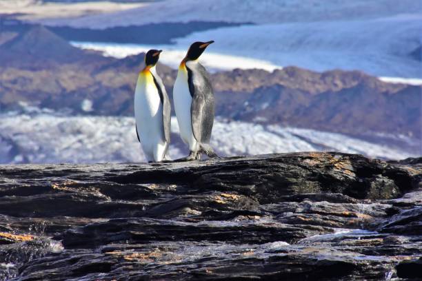 geórgia do sul - pinguins-rei nas rochas - pinguim de schlegel - fotografias e filmes do acervo