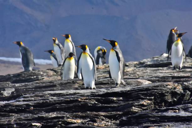 istock South Georgia - King Penguins on the Rocks 1482406079