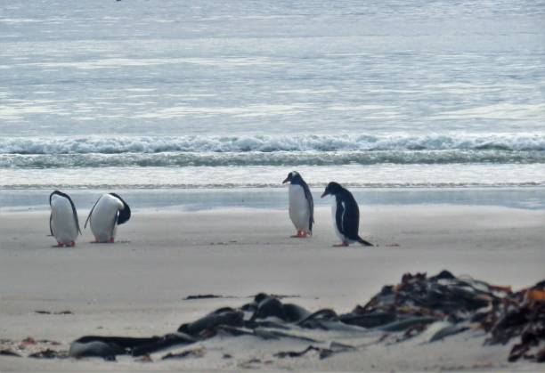 istock Falkland Islands - Gentoo Penguins on the Beach 1482406678