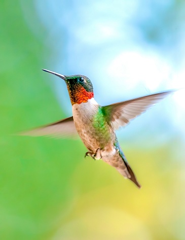 Gorgeous and colorful Ruby-throated Hummingbird mid-flight
