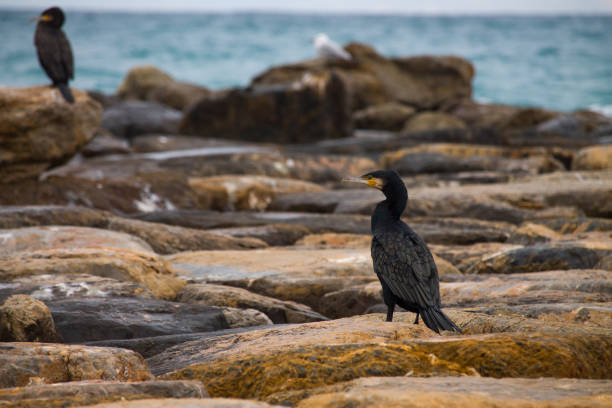 Rock breakwater surface with cormorant in the foreground, El Campello, Spain