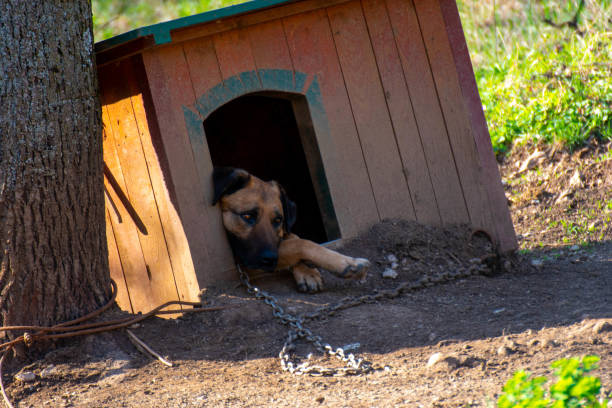 istock A dog chained in his house 1482410744