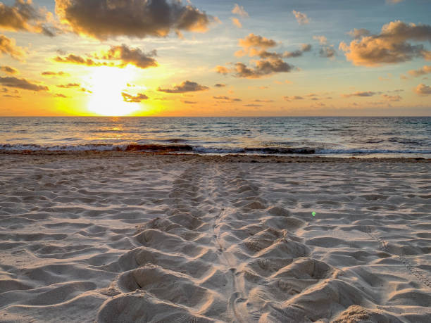 istock Disapearing Tracks in the Sand 1482410750