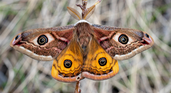 Butterfly, Saturnia pavoniella