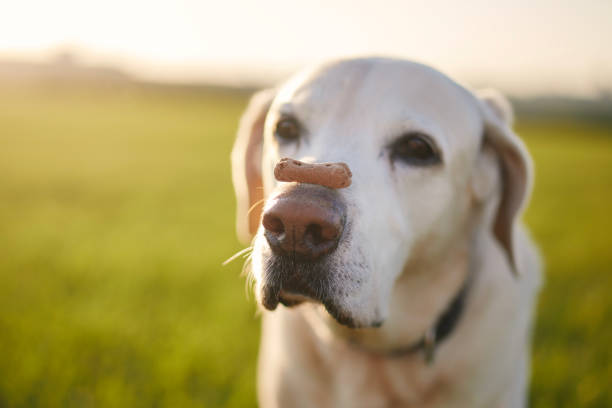Close-up view of funny dog with biscuit. Labrador retriever balancing treat on his snout on meadow at sunset.