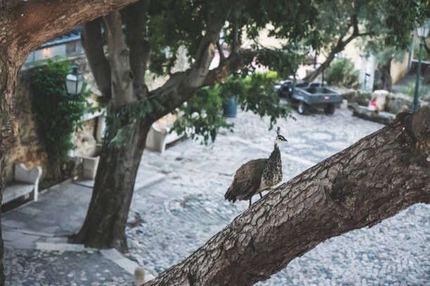 istock Gray peacock or peahen standing on a branch of tree with blurry backyard background 1482411725