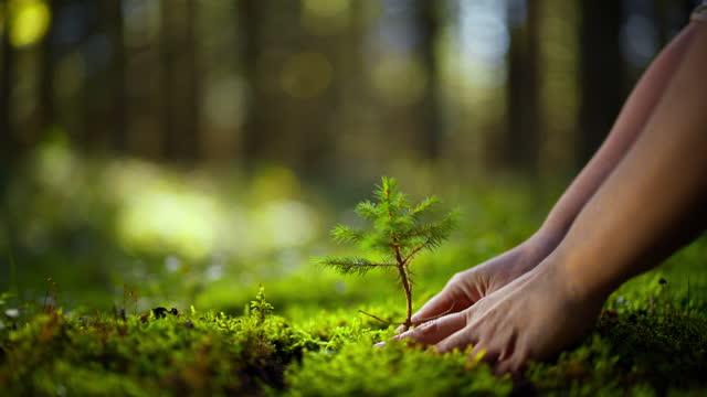 SLOW MOTION of hands with sapling. Woman is planting in forest. Close-up Hand Planting a tree. Ecology concept