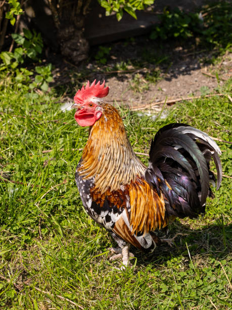istock Cock in a farm in Asturias, Spain 1482412657