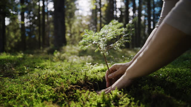SLO MO Shot of hands with sapling. Woman is planting in forest. She is exploring nature.