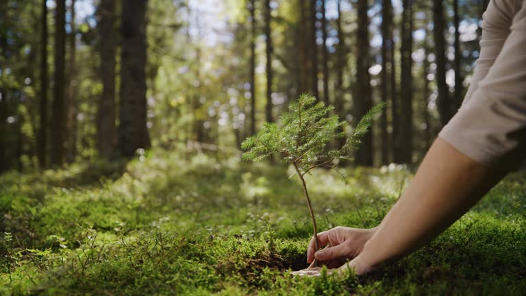 SLO MO Handheld shot of hands with plant. Woman is planting in forest. She is exploring nature.