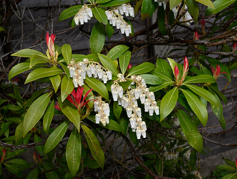 One of the first colourful plants of spring. The new leaves appear in various shades of red, the white flowers follow within days and fade away and the leaves turn green. It is also known as Dwarf lily-of-the-valley shrub, Lily of the valley bush and Japanese andromeda. This image is well focussed and shows the leaves in both colour stages and bunches of the very delicate white flowers.