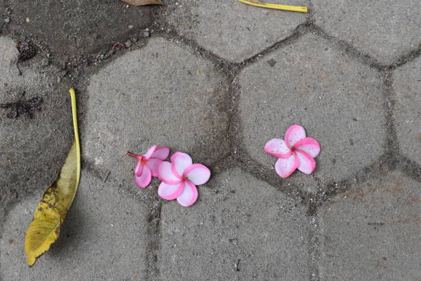 istock flowers and leaf fall on the conblock 1482413866