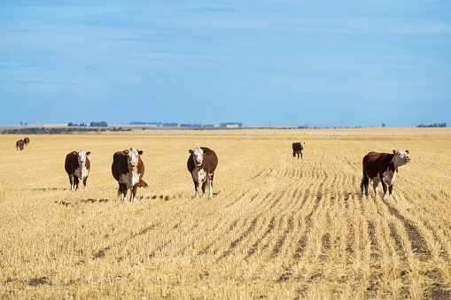 Group of Polled Hereford cows in a field of yellow pastures in Argentina