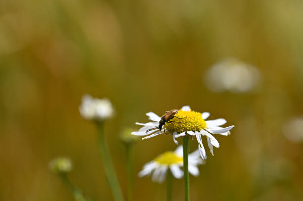 istock A red-necked beetle on a flower in nature 1482414335