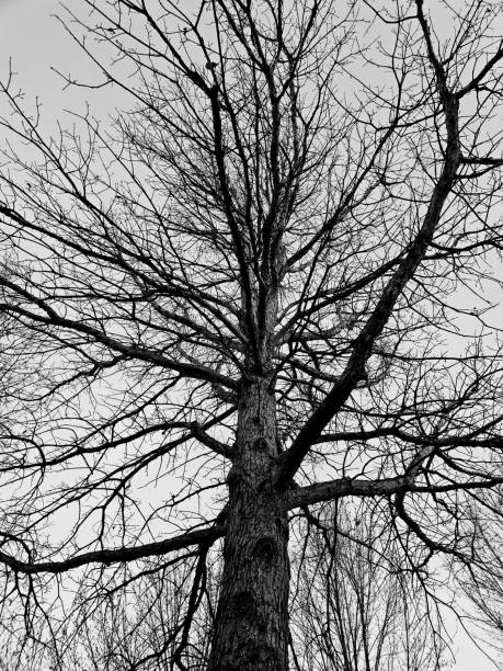 istock Bare Tree With Lots of Branches in Black and White 1482414405