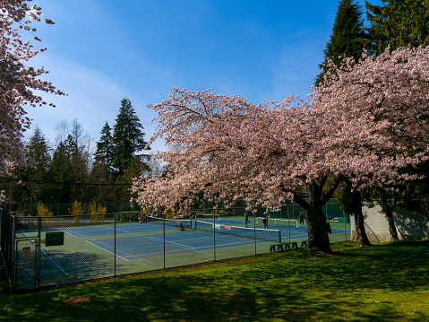 Cherry blossom and blooming at Lou Moro Park Westridge, Burnaby, BC Canada