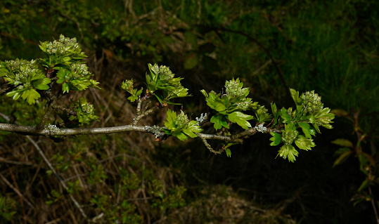 A  branch of Common Hawthorn with newly grown leaves and clusters of unopened buds. The grey lichen is a type of Folio lichen known as Parmelia sulcata. Very well focussed with a dark natural background.