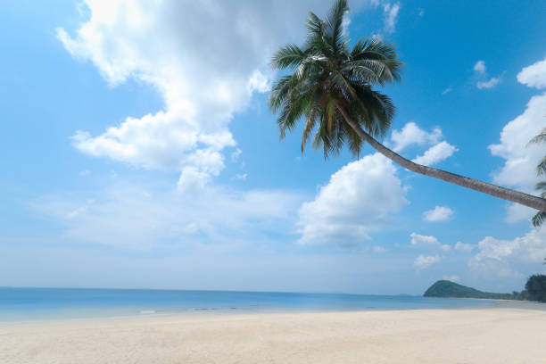 istock Coconut palm tree on beautiful white sandy beach and cloudy blue sky, nice sea view tropical landscape summer beach, relaxation holiday vacation at paradise island. 1482416759