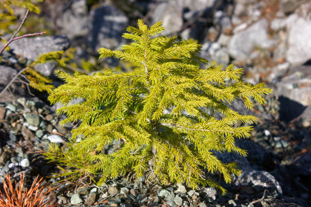 Picea orientalis, commonly known as the Oriental spruce or Caucasian spruce. Picea orientalis. A young spruce tree on a rocky mountain slope close-up. oriental spruce stock pictures, royalty-free photos & images