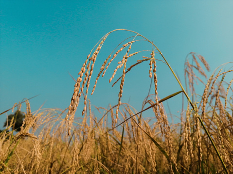 Rice crop in the blue sky.