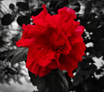 One red Flowers and black & white background.