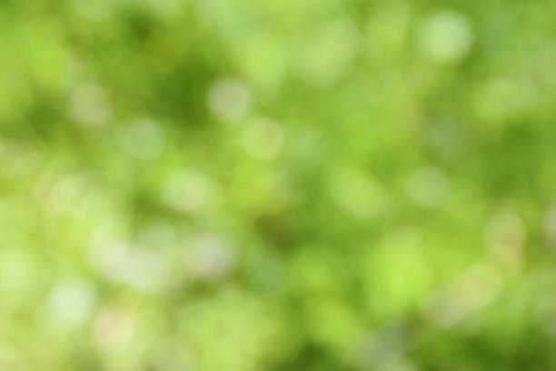 istock blurred greenery background with copy space.  natural green plants landscape, ecology, fresh wallpaper concept. 1482420323
