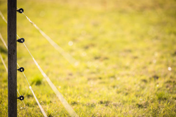 Electric fence around a pasture with animals grazing on fresh pasture grass