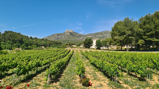 Vineyards in Provence, in South of France