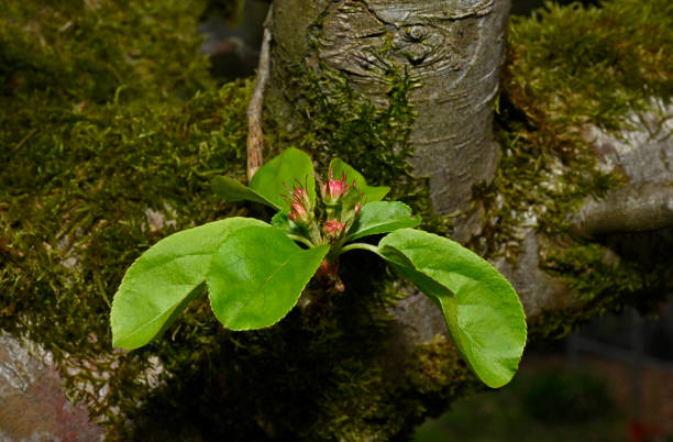 This cluster of Apple leaves and flower buds is growing at the end of the twig on the left of the trunk. The twig is growing from another branch which is out of shot behind the trunk and rests there naturally. A well focussed close-up.