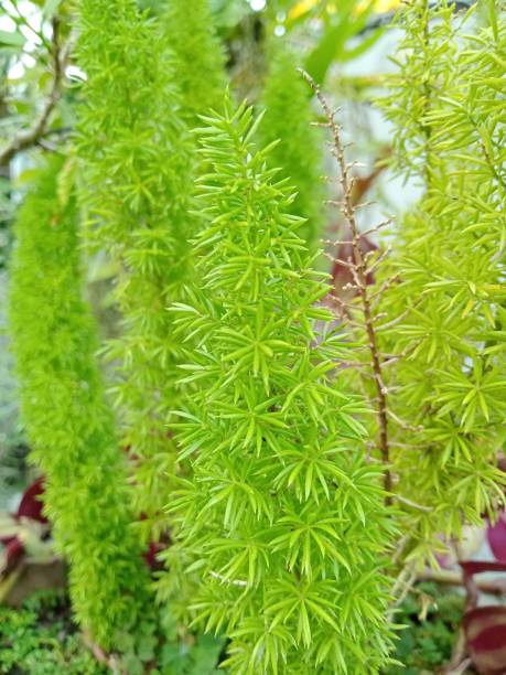 istock Asparagus Densiflorus ornamental plant or squirrel tail plant 1482421998