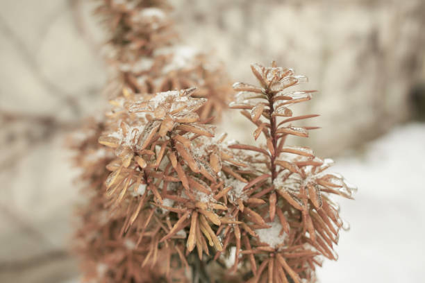 istock Branches of a deciduous grass, bushes covered with ice crust after freezing rain, fragment, background 1482423504