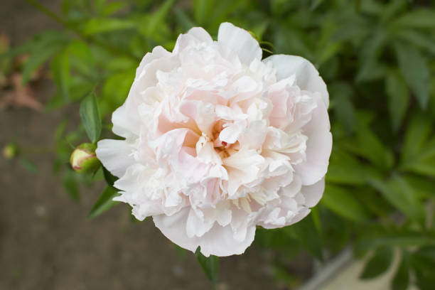 istock White flowers of peony in the garden. Summer and spring time. 1482425003
