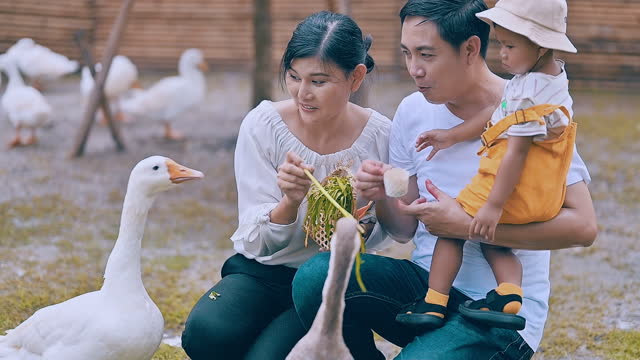 Young Asian family feeding duck in the farm