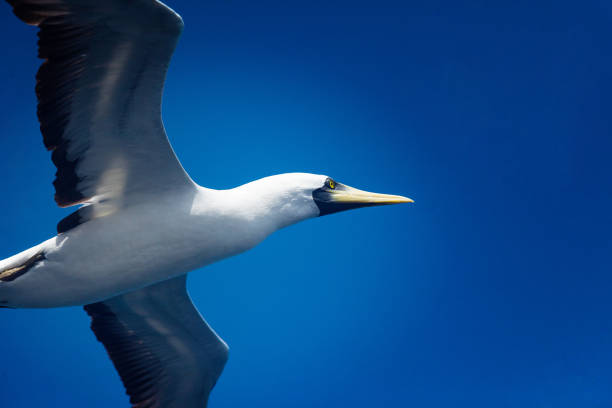 nazca booby, sula granti voa lindamente perto no céu azul. - gannet - fotografias e filmes do acervo