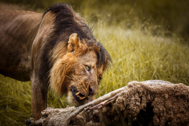 istock African lion in Kruger National park, South Africa 1482425983