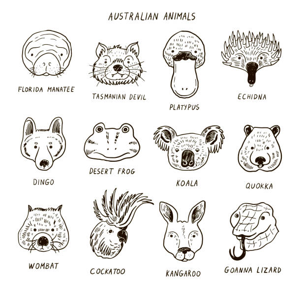 australijskie twarze zwierząt mają zestaw ilustracji wektorowych. - animal doodle bear kangaroo stock illustrations