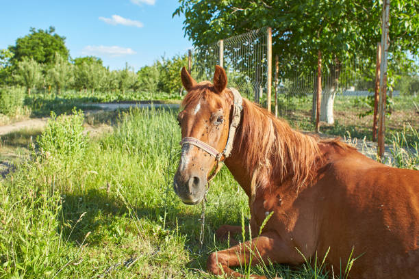 istock Sick horse in the field 1482427642