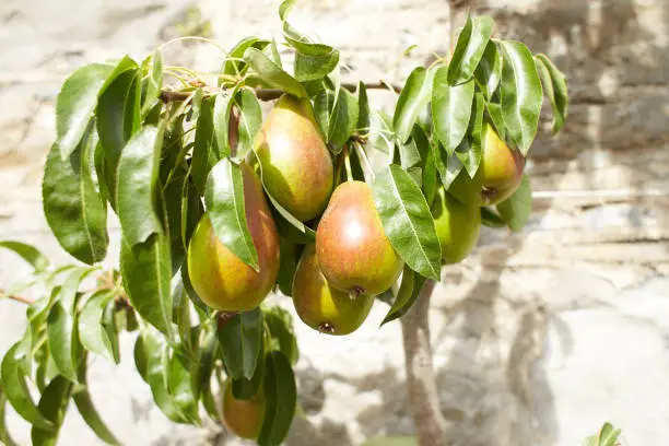 Photo of Green fruits of rosaceae pyrus communis louise bonne of jeses in the garden